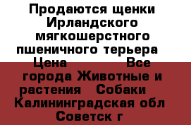 Продаются щенки Ирландского мягкошерстного пшеничного терьера › Цена ­ 30 000 - Все города Животные и растения » Собаки   . Калининградская обл.,Советск г.